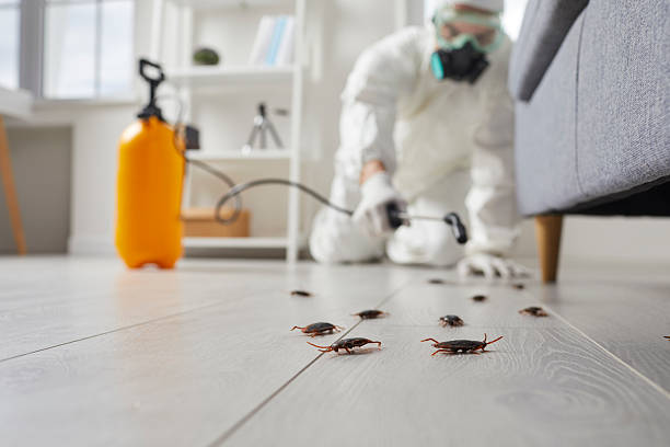 Affordable Termite Control solutions in Coachella, CA